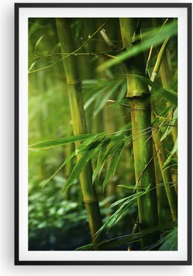 Produktbild von Gerahmtes Poster - Schwarzer Rahmen - Bambus Pflanze - 61x91,5 cm - Wand Bild - Wanddeko - Wandbilder - Kunstposter - Wandposter - Bilderrahmen - Bilder - Kunstdruck - Wandbild - P2BPA61x91-3558