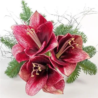 Produktbild von 20 Servietten Christmas Rose - Christrose 33x33cm