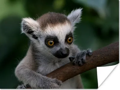 Produktbild von MuchoWow® Poster Tier - Zweig - Ringschwanzlemur 120x90 cm - Wandbild