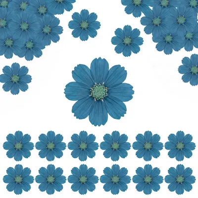 Trockenblumen, 12 Stück, 7 cm, Vergissmeinnicht, blau, zum Basteln