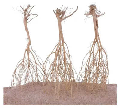 Produktbild von Sahara Wurzel 3 Stück 25-35cm Aquarium Holz Deko Aquascaping Dekoration Landschaft Moorkien