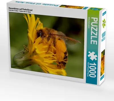 Produktbild von Calvendo Hosenbiene auf Ferkelkraut 1000 Teile Puzzle quer 640x480mm, Hahnefeld Silvia; 7291292
