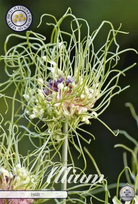 Artikelbild 2 von 'Zierlauch Hair (10 Stück)' aus der Kategorie Zierlauchzwiebeln / Allium
