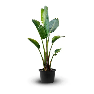 Image de Strelitzia augusta - alba - oiseau de paradis blanc- plante méditerranéenne - ↕ 100-110 cm - ⌀ 24 cm - plante d'extérieur