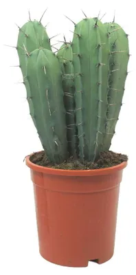 Obrázok produktu pre Kaktus čučoriedkový modrý – Myrtillocactus geometrizans – stĺpovitý kaktus – črepník 17 cm