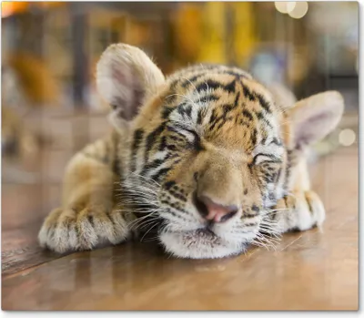 Produktbild von DEQORI Herdabdeckplatte Glas 1-tlg 'Schlafendes Tigerbaby' Herd Abdeckung Küche