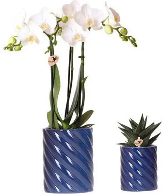 Produktbild von Amabilis Orchidee Weiß und Sukkulente Haworthia Zimmerpflanzen-Set Candy Deko