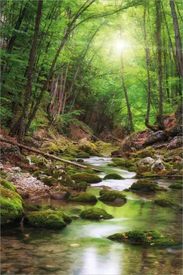 Produktbild von Wallario selbstklebendes Poster - Fluss im Wald, Größe: 61 x 91,50 cm