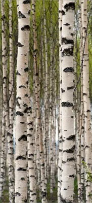 Produktbild von Türtapete Türposter Birkenwald - Baumstämme in schwarz weiß - Größe: 93 x 205 cm