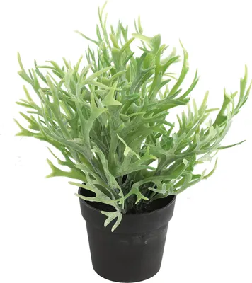 Produktbild von Countryfield Kunstpflanze Platycerium im Blumentopf - Grun - 20 x 24 cm