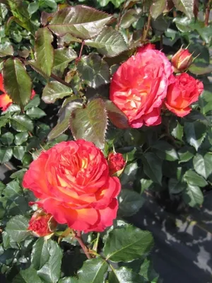 Produktbild von Rosa Vulcano ® - Edelrose Vulcano ® - Kordes Rose - ADR Rose