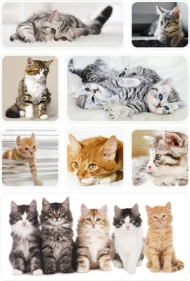 Imagen del producto de Schmucketikett Katzenkinder