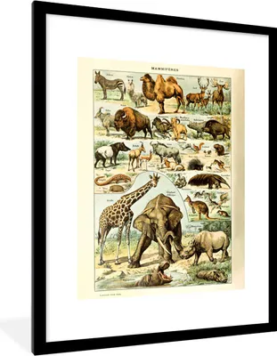 Produktbild von MuchoWow® Gerahmtes Poster Tiere - Kamel - Giraffe - Jahrgang - Adolphe Millot 60x80 cm - Poster mit Schwarzem Bilderrahmen Wandposter Rahmen Foto Bilder - Wohnzimmer - Dekorationen - Prämie