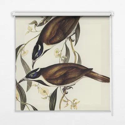 Produktbild von Seitenzug-Rollo Fensterrollo Jalousie - Lichtdurchlässig Springrollos - 100x180 cm - Vögel auf einem Baum