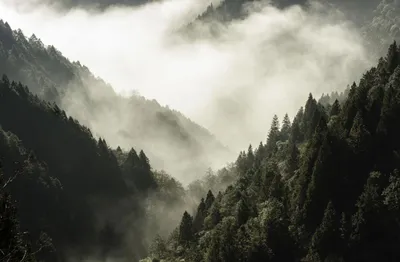 Obrázok produktu pre Kryt na radiátor Magnetická rohož Forest 60x100