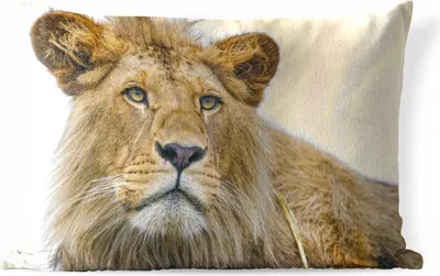 Produktbild von MuchoWow® Outdoor Kissen - Löwe - Weiß - Porträt - 50x30 cm - Wetterfest - Lounge Kissen - Sofa kissen - Wohnzimmer Dekoration