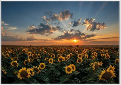 Produktbild von Wallario Wandbild Sonnenblumenwiese vor Wolken mit Sonnenuntergang, Größe: 70,30 x 100,30 cm, Poster mit weißem Kunststoffrahmen