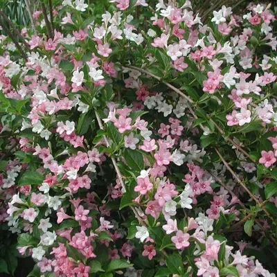 Obrázok produktu pre 2 x Weigélie - Weigela 'Carnaval' ('Courtalor') | 50-60 cm, pestované v kvetináči