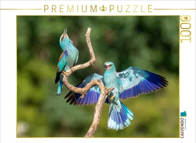Produktbild von CALVENDO Puzzle Blauracken | 1000 Teile Lege-Größe 64 × 48 cm Foto-Puzzle für glückliche Stunden