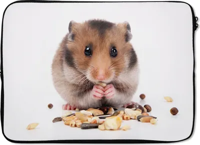 Produktbild von MuchoWow® Laptop Hülle 13 Zoll Hamster frisst Samen Laptoptasche - Laptophülle - Sleeve - Rundumschutz