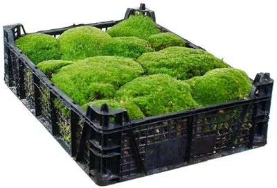 Zdjęcie produktu dla Vivarium – Ekskluzywne – 40 x 30 cm – Zielona oaza