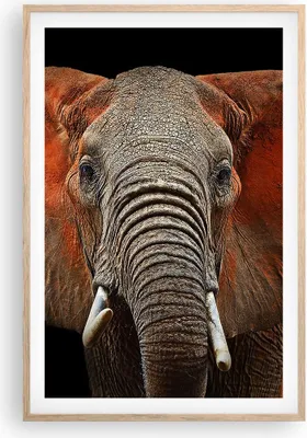 Produktbild von Gerahmtes Poster - Rahmen in heller Eiche - Elefant Rot Ohren - 61x91,5 cm - Wand Bild - Wanddeko - Wandbilder - Wandposter - Bilderrahmen - Bilder - Kunstdruck - Wandbild - P2NPA61x91-4237