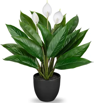 Produktbild von Künstliche Calathea Kunstpflanze 43cm Grün im Kunststofftopf