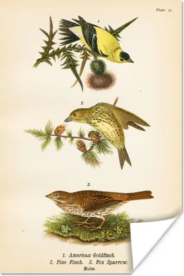 Produktbild von MuchoWow® Poster Antiker Vogeldruck 20x30 cm - Papierdruck