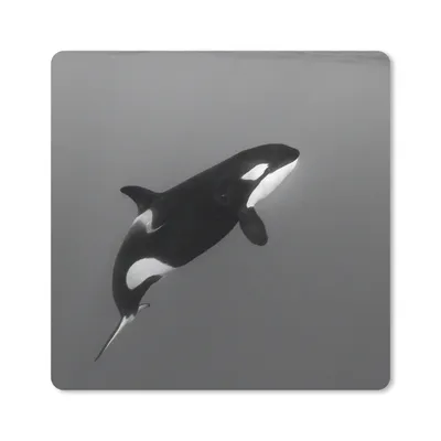 Produktbild von MuchoWow® Mauspad Mousepad Orca - Wasser - Tiere 20x20 cm - Mousepads - Maus Mat - Pad - Mausunterlage - Desk Mat - Bureauartikeln