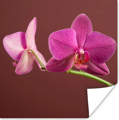 Produktbild von MuchoWow® Poster Blumen - Orchideen - Rosa 50x50 cm - Wohnzimmerdekoration