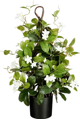 Produktbild von Mica Decorations Stephanotis im Topf Ø 30 x 60 cm grün