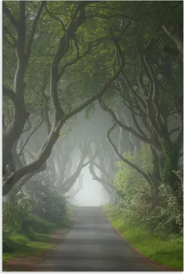 Produktbild von ARTland Wandbild Alu für Innen & Outdoor Dark Hedges in mystischer Morgenstimmung Größe: 40x60 cm