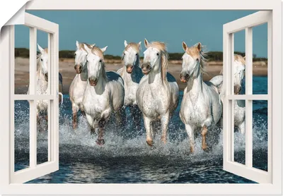 Produktbild von Vadim Petrakov: Fensterblick - Weiße Camargue Pferde galoppieren am Strand entlang, Frankreich, Produkt:Poster, Größe (HxB):90x130 cm / Poster