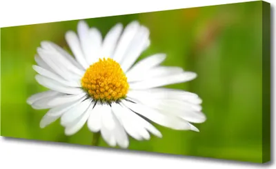 Produktbild von Tulup Leinwand-Bilder 125x50 Wandbild Canvas Kunstdruck Gänseblümchen Pflanzen