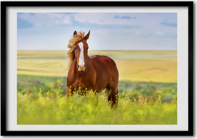 Produktbild von Bild - Bilder - Bilderrahmen - 70 cm x 50 cm - MDF-Rahmen, Wandkunst braunes Pferd