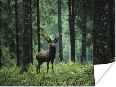 Produktbild von MuchoWow® Poster Hirsche - Bäume - Geweihe 160x120 cm - Foto Plakat