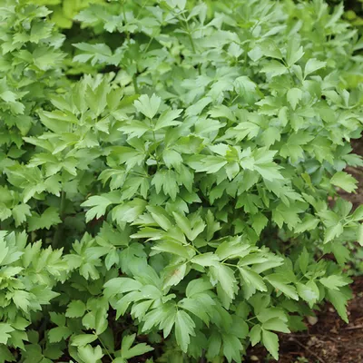 Produktbild von 6 x Ľubovník - Červivec lekársky - Levisticum officinale - Kvetináč 9cm x 9cm