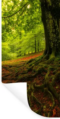 Produktbild von MuchoWow® Wandtattoo Wandsticker Wandaufkleber Baum - Wald - Herbstblätter 20x40 cm Selbstklebend und Repositionierbar - Selbstklebend - Fototapeten