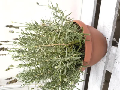 Produktbild von Lavendel 30-40 cm winterhart Duftpflanze Bienenweide Lavendula lila weiß blau Pflanze