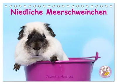 Produktbild von Niedliche Meerschweinchen (Tischkalender 2027 DIN A5 quer), CALVENDO Monatskalender