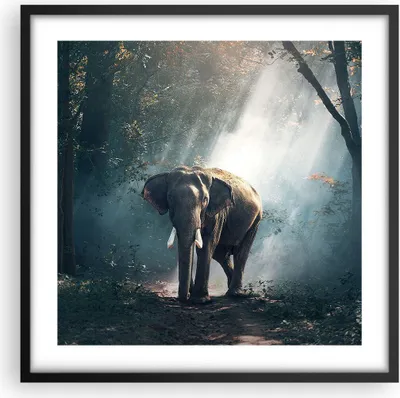 Produktbild von Gerahmtes Poster - Schwarzer Rahmen - elefant natur - 50x50 cm - Wand Bild - Wanddeko - Wandbilder - Kunstposter - Wandposter - Bilderrahmen - Bilder - Kunstdruck - Wandbild - P2BAC50x50-3972
