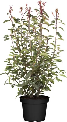 Produktbild von Photinia fraseri 'Little Red Robin', Glanzmispel, rot, 30–40 cm