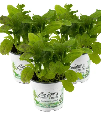 Produktbild von Enseleits 3er Set  Blattsenf Pflanze, BRASSICA JUNCEA, Aus Nachhaltigem Anbau!