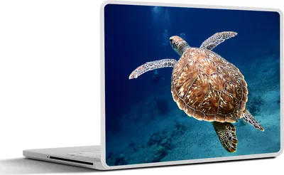 Produktbild von MuchoWow® Laptop Aufkleber Sticker Cover Schildkröte Fotodruck 40x30 cm - Laptop Dekoration - Selbstklebend