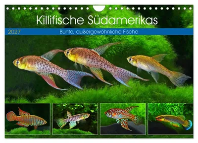 Produktbild von Kalender 2027 · US-Version · Killifische Südamerikas (Wandkalender 2027 12" × 8" Querformat), CALVENDO 12-Monats-Wandkalender