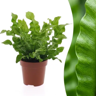 Image de Green boutiQ - Asplenium Crispy Wave - Asplenium Crispy Wave - 1 Plant - Pot 12cm - Hoogte - 30cm