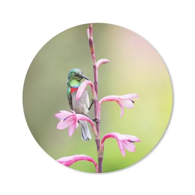 Produktbild von MuchoWow® Mauspad Mousepad Nahaufnahme eines bunten Vogels auf einem rosa Zweig mit rosa Blüten 40x40 cm - Mousepads - Maus Mat - Pad - Mausunterlage - Schreibtisch Accessoires