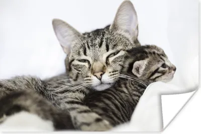 Produktbild von MuchoWow® Poster Zwei verschmuste American-Shorthair-Katzen 30x20 cm - Plakate - Print