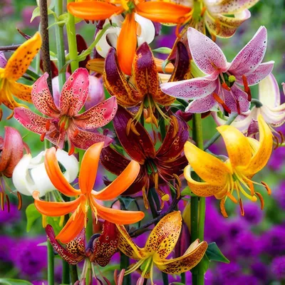 Produktbild von Lilien Zwiebeln Winterhart Mehrjährig - Martagon Lilien Kollektion - 10 Zwiebeln - 5 Sorten, 2 pro Farbe, Mehrjährig und Winterhart, Lilium Pflanzen Mix aus Holland (kein Samen)