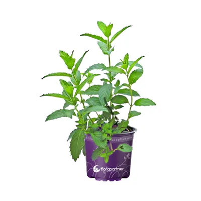 Produktbild von Mojito Minze Mentha nemorosa